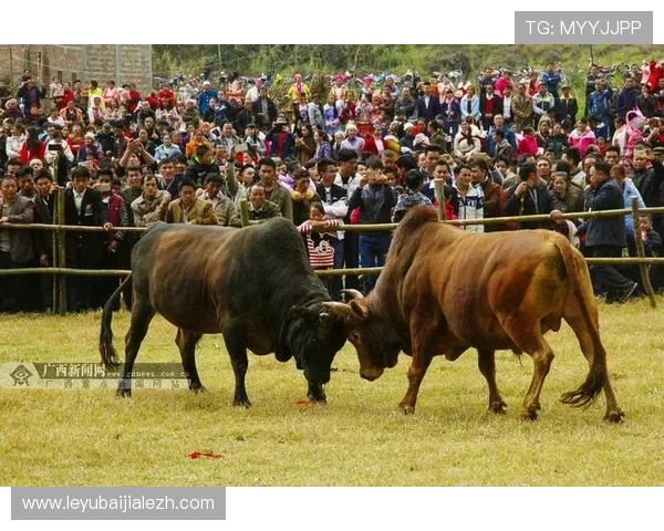 真人斗牛网址推荐让你轻松体验高品质线上斗牛娱乐的最佳平台选择